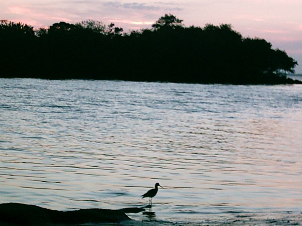Holiday, FL : Anclote Gulf park sunset and bird.