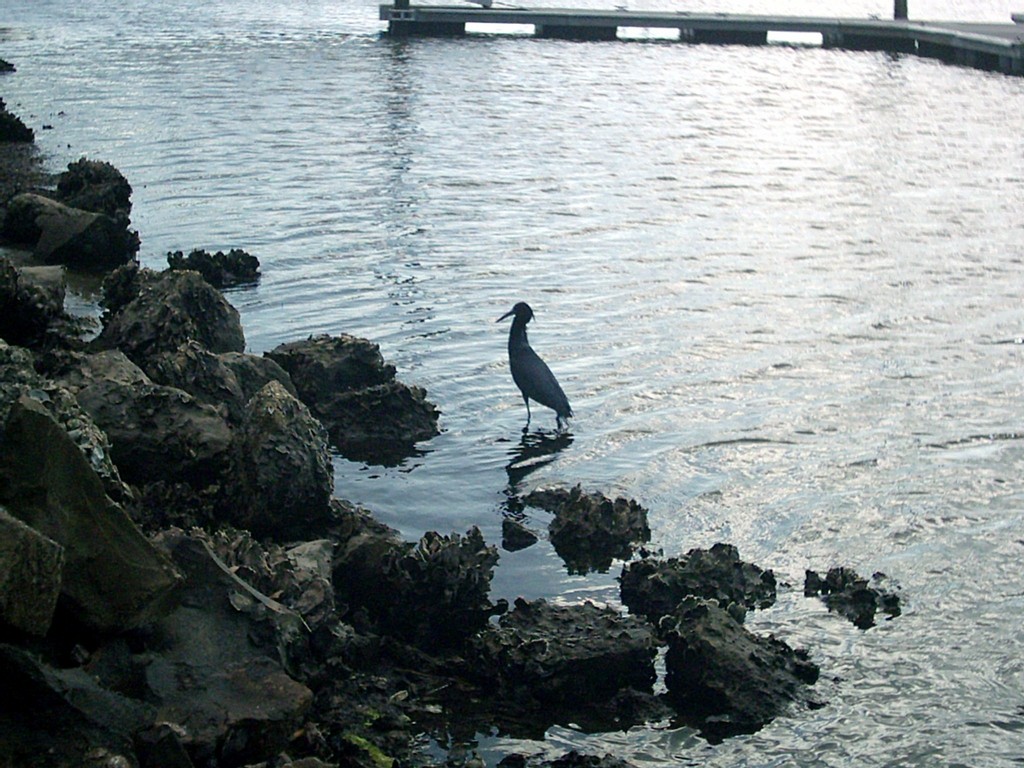 Holiday, FL: An exotic bird searches for its pray at the Anclote River park