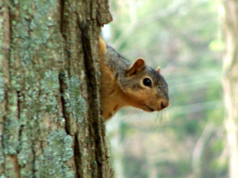 Scottsburg, IN : just hanging around