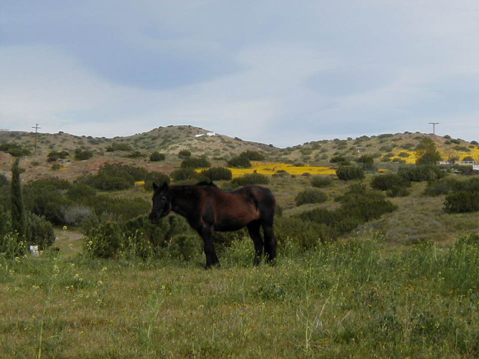 Acton, CA : spring bloom