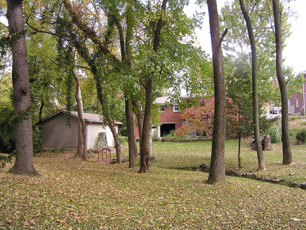 St. Matthews, KY : my yard on a typical fall day