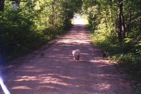 Alexandria, MN: 3 dogs on a dirt road