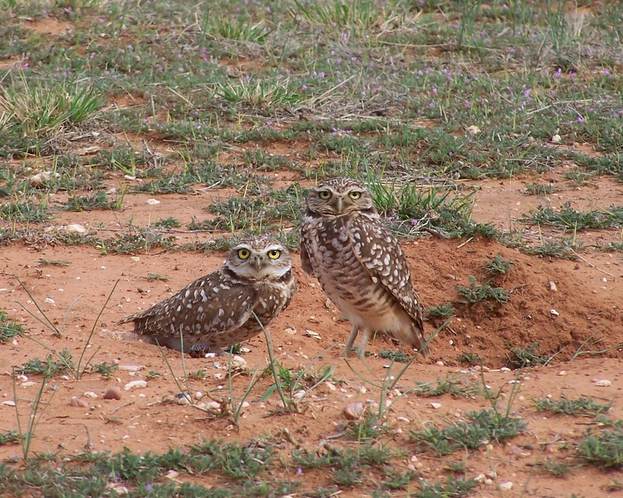 Odessa, TX: Owls at The Univerity of Texas of the Permian Basin