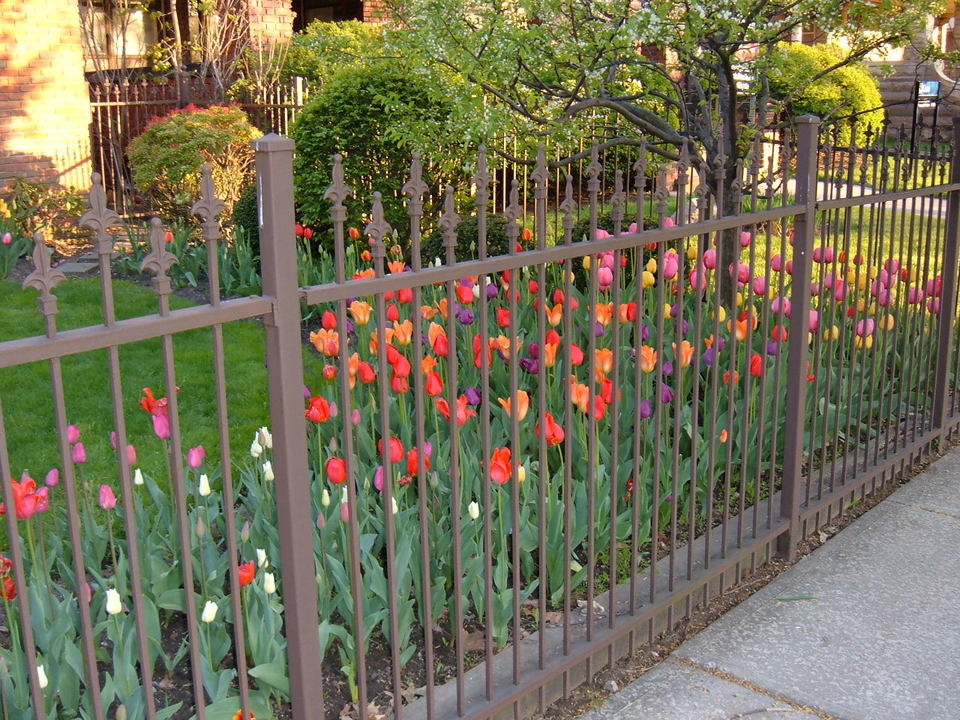 Cleveland, OH: case western university - university circle tulips