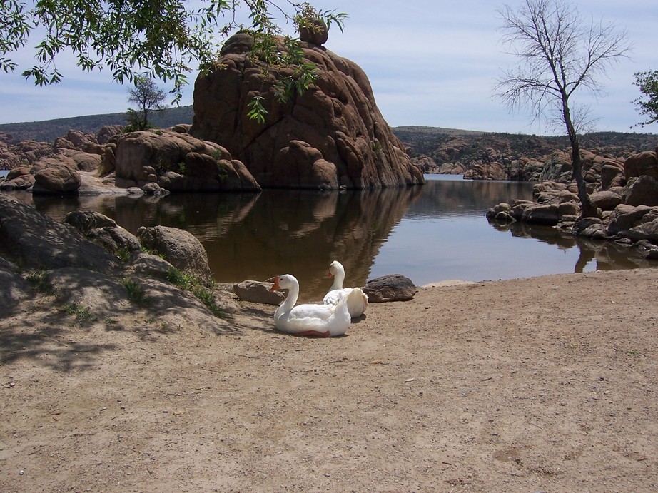 Prescott, AZ: Geese by Watson Lake in Spring