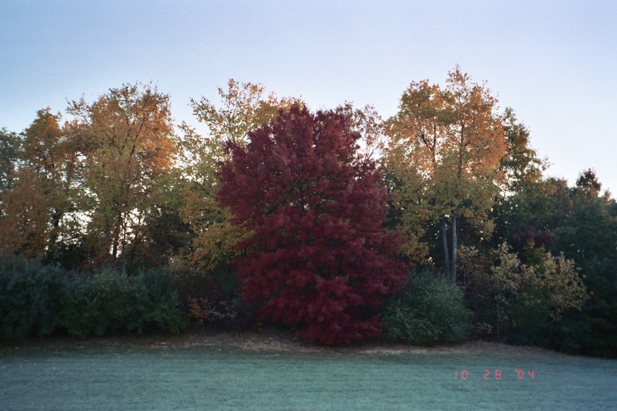 Lake Orion, MI: the fall trees in my back yard