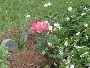Rutherfordton, NC: Simple Rose