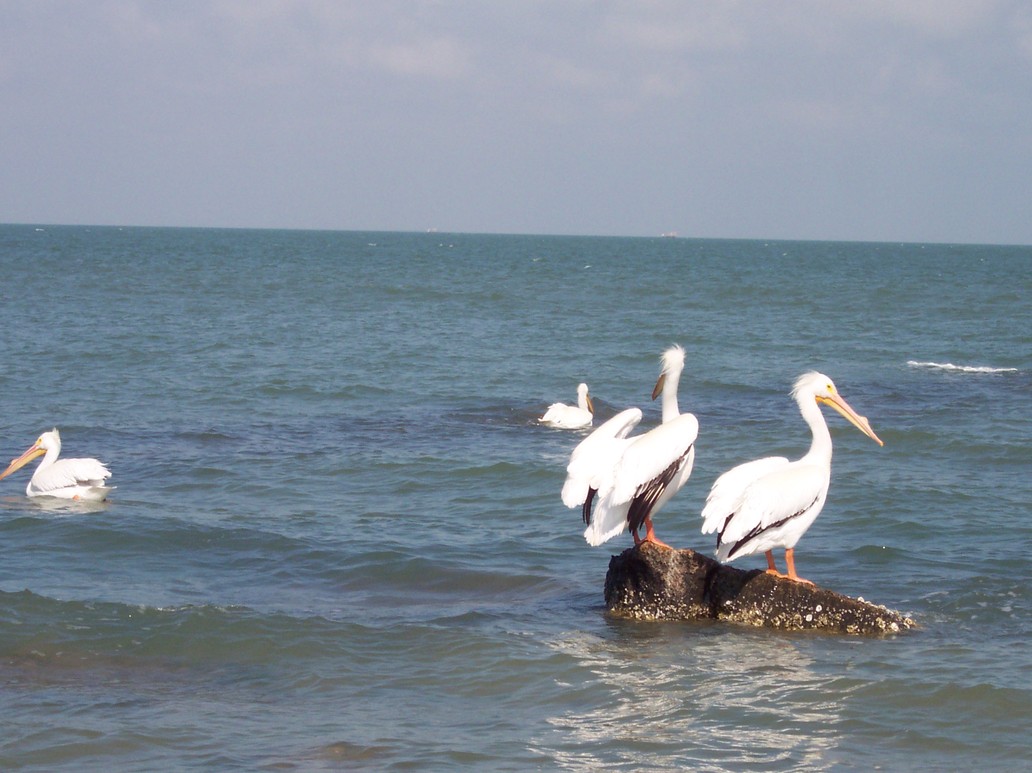Fulton, TX : Wildlife call Fulton Beach home, bird watcher heaven!