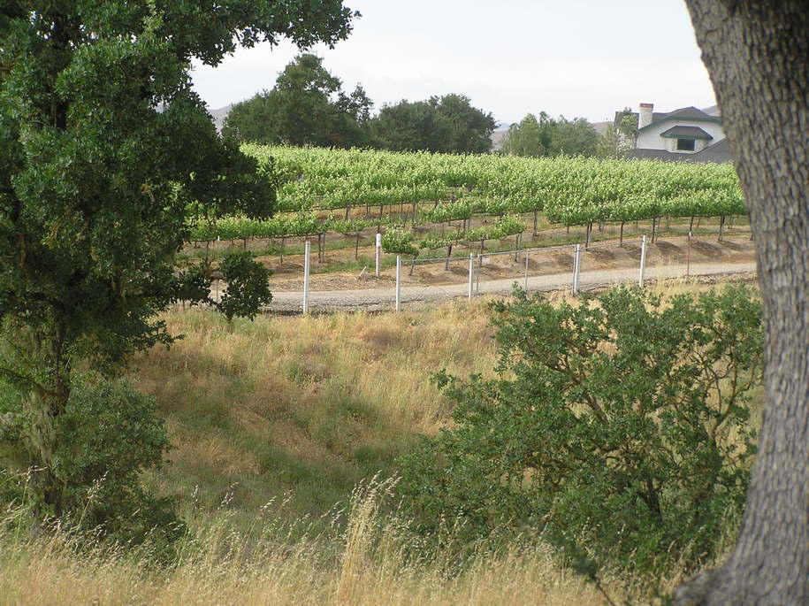 El Paso de Robles (Paso Robles), CA : Vinyards north of Paso Robles