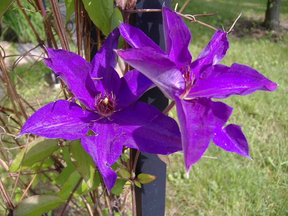 Marshallville, OH : spring flowers in Marshallville,Ohio