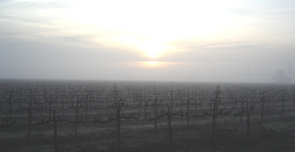 French Camp, CA : Winter Vineyard