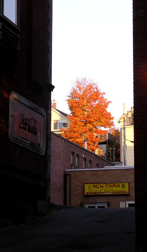 Clinton, MA : Autumn tree
