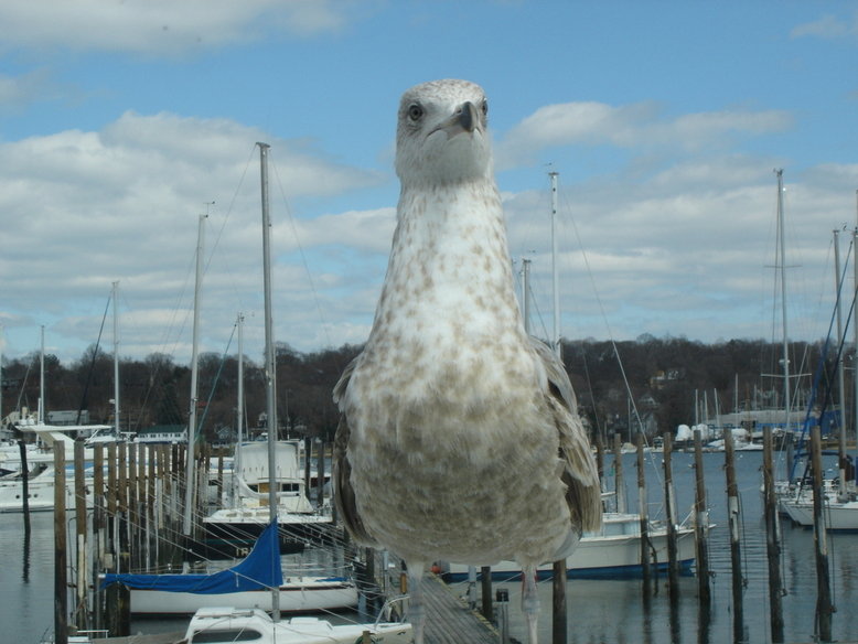 Huntington, NY: Seagull overlooking Huntington Harbor