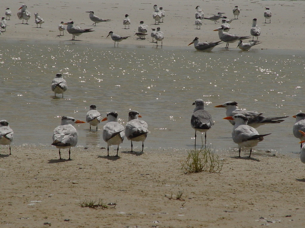 Siesta Key, FL : The Watering Hole @ Siesta Key Beach
