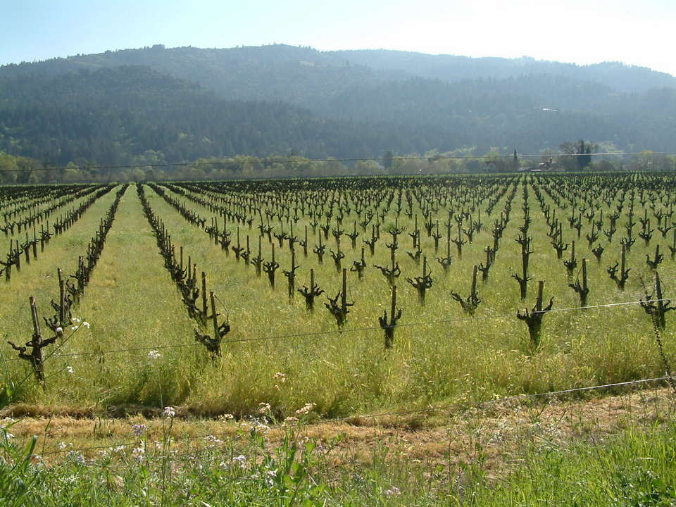 St. Helena, CA : Vineyards at at  winery in St. Helena