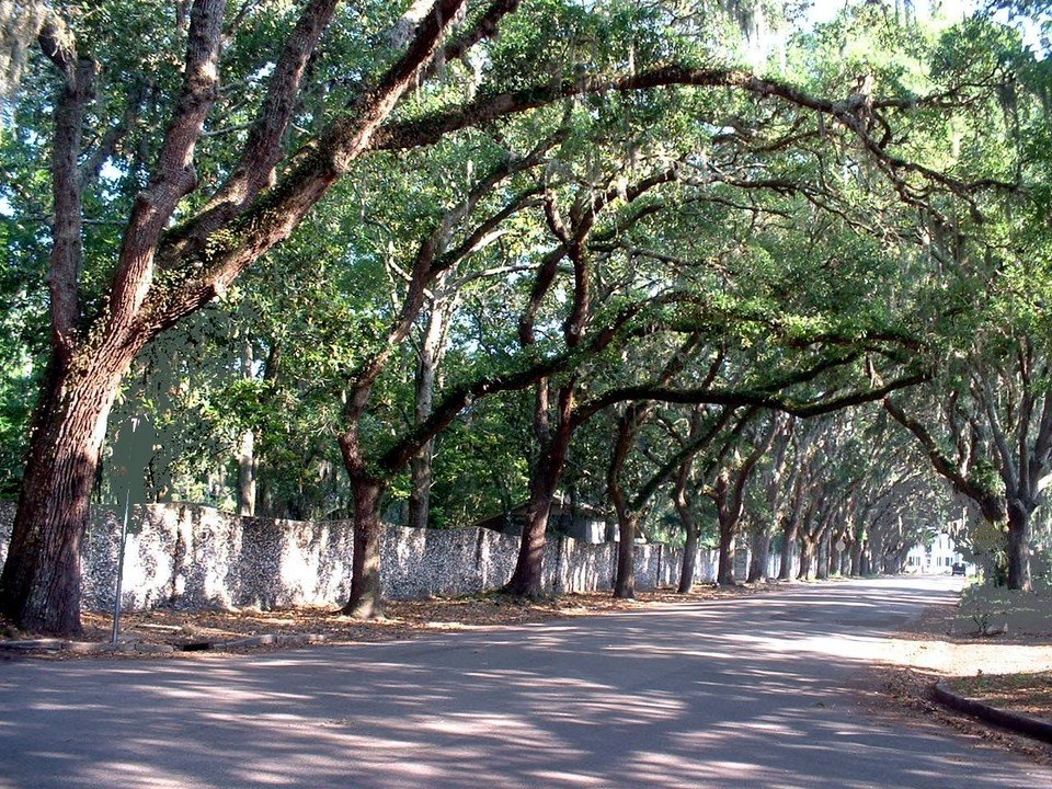 St. Augustine, FL: Tree covered street in St. Augustine