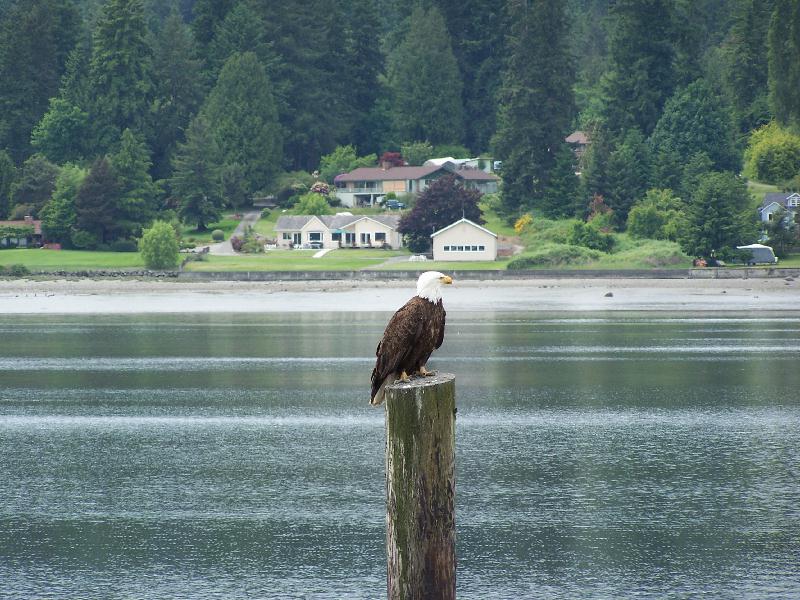 Poulsbo, WA: Posing American Eagle in Liberty Bay, Poulsbo, WA