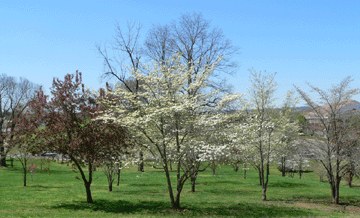Newport, TN : Corner of Main street of Newport, TN - TVA property