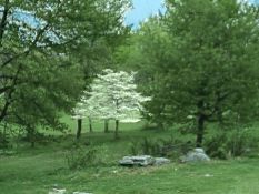 Carlisle, PA: Dogwood Tree at Rocky Meadows Golf Course along Interstate 81 in Carlisle, PA