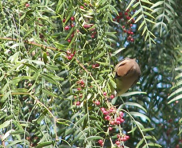Manteca, CA : Feeding Birds