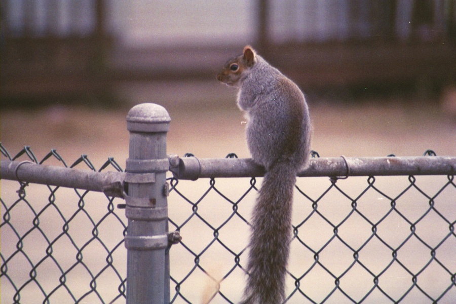 Ocean Grove, MA : Squirrel in my backyard in Swansea