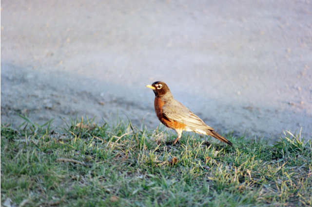 Albert Lea, MN: a robin walking around in our neighborhood on a spring morning