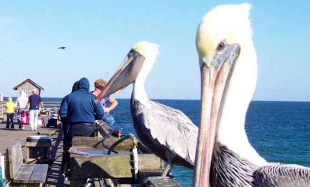 Palm Coast, FL: Pelicans on Flagler Beach Pier