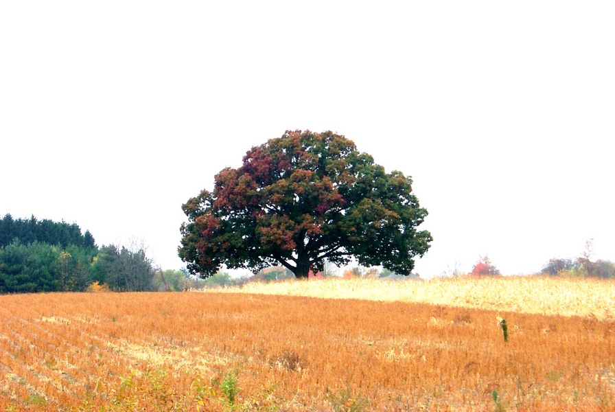 Flint, MI : Large Oak in a field near Flint