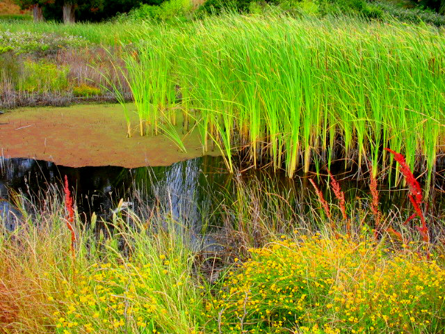 Hercules, CA : Hercules Seaside Pond
