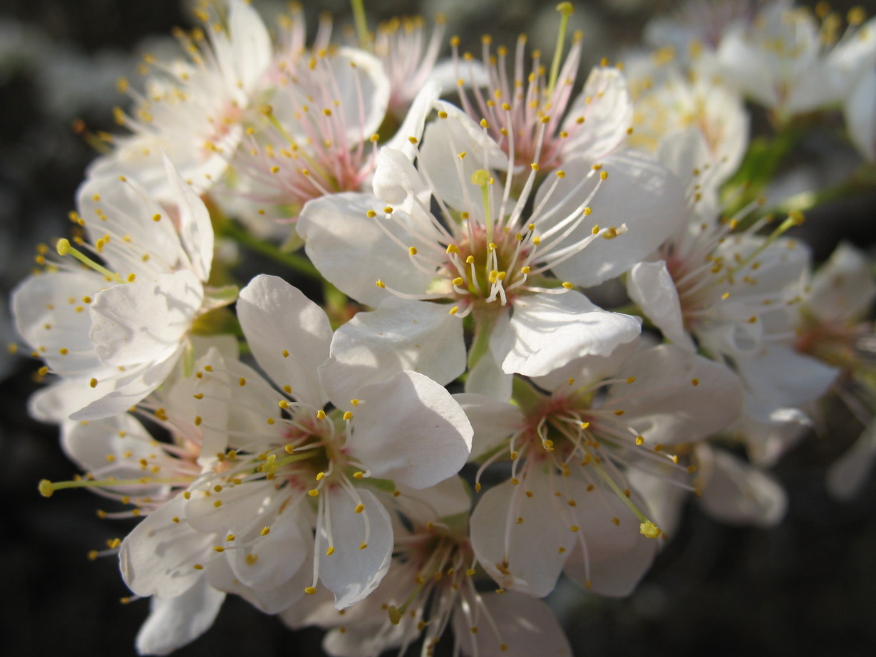 Keene, TX: blossoms