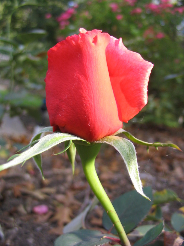 Keene, TX: red rose bud