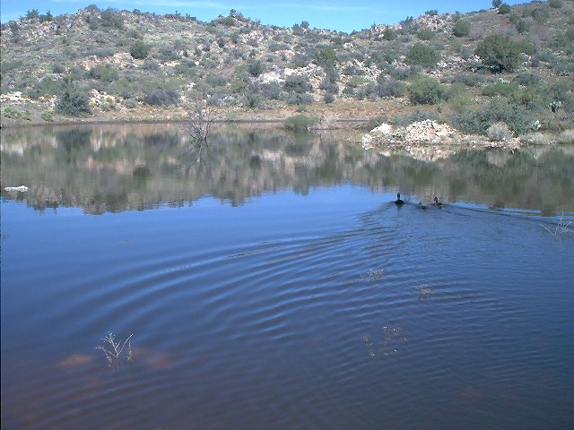 Bagdad, AZ : Ducks on Bagdad Pond