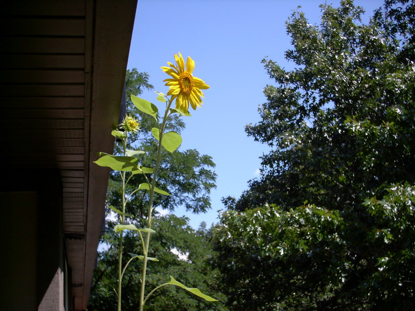 Lisle, IL: Four Lakes Ski Resort; Sunflowers growing on my 3rd fl. Condo Balcony