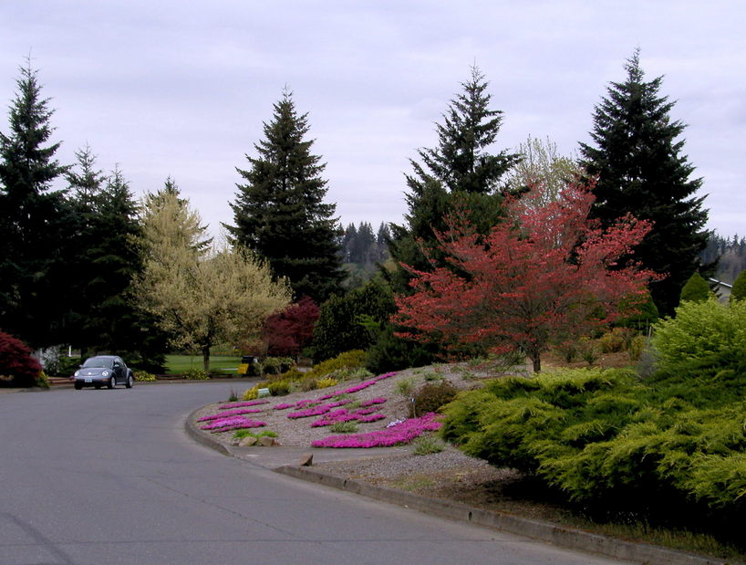 Oregon City, OR : Residential Street in April 