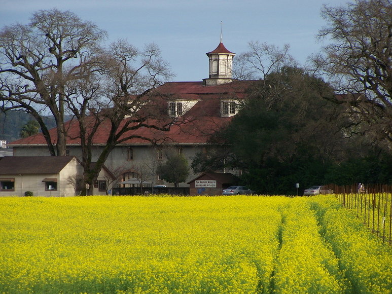 Napa, CA : Mustard Season in Napa Valley