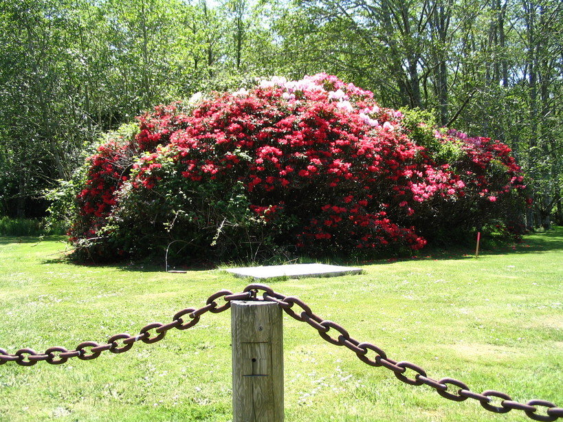 Ilwaco, WA : Rhodies at Cape Disappointment