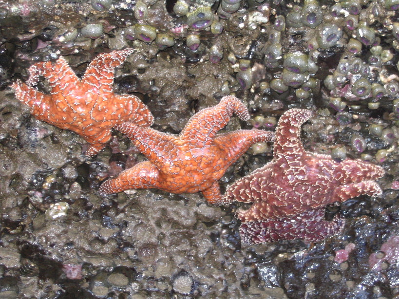 Cannon Beach, OR : Starfish at the big rock