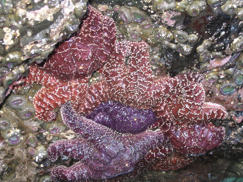 Cannon Beach, OR : Starfish Galore