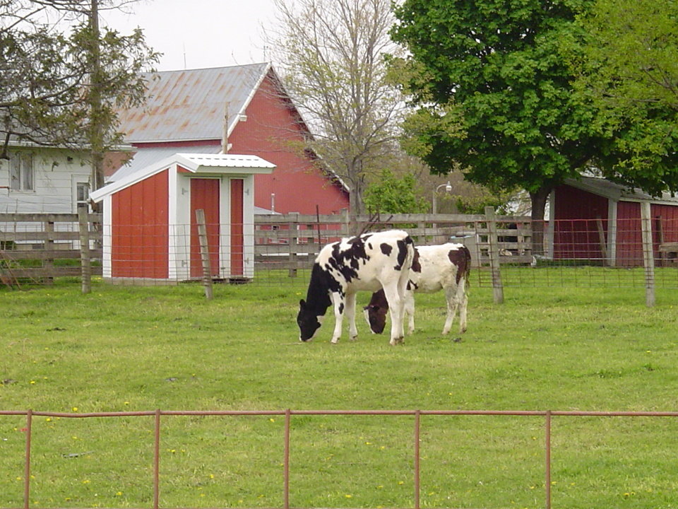 Victor, IA : Lonesome Cow