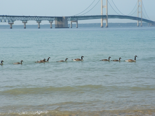 Mackinaw City, MI: A flock of geese ride the waves at Macinaw