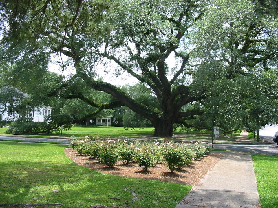 Thomasville, GA: Oak Tree