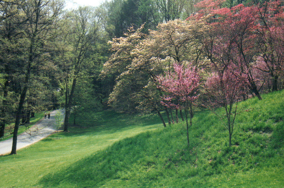 Hyde Park, NY: Dogwoods in bloom at Vanderbuilt estate