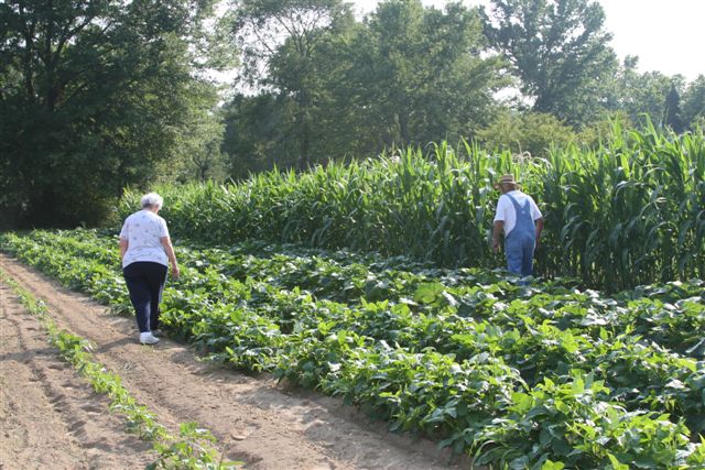 Pinson, AL : A small farmer and his wife check their Summer crop in Pinson, AL