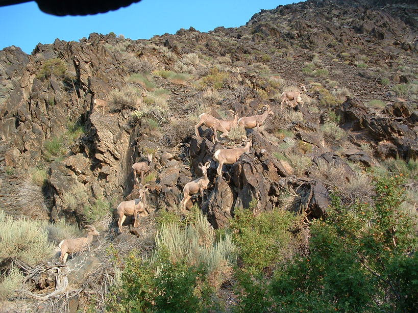 Bishop, CA : BH Sheep near Bishop