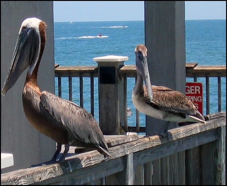 Clearwater, FL: Pelicans on the pier