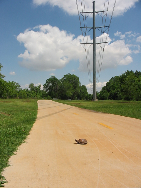Euless, TX: Turtle on the Trail of Bob Eden Park