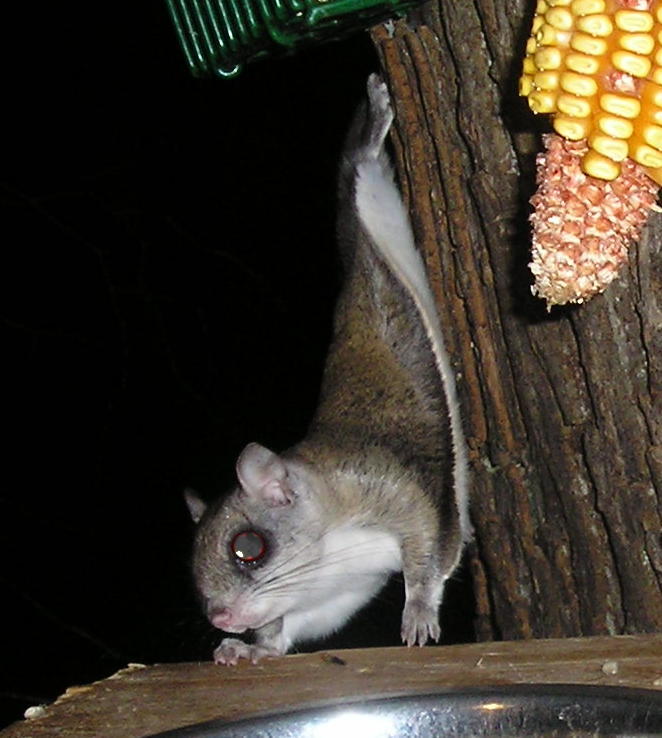 Amity Gardens, PA: One of many flying squirrels in the neighborhood