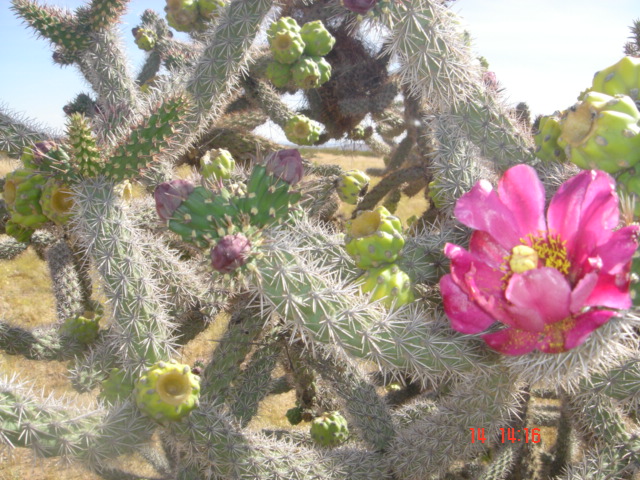 Columbus, NM : Beautiful cactus growing wild in Columbus, New Mexico