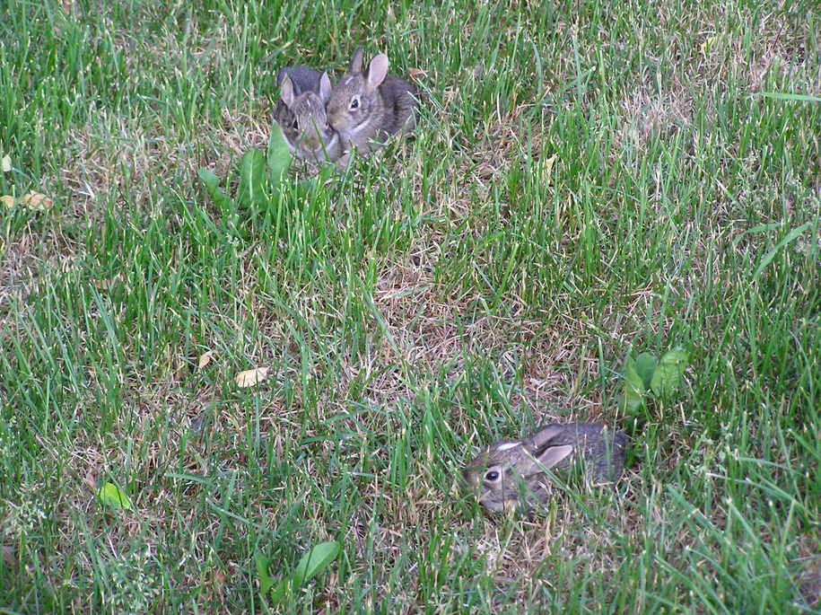 Montrose, MN: Baby Rabbits