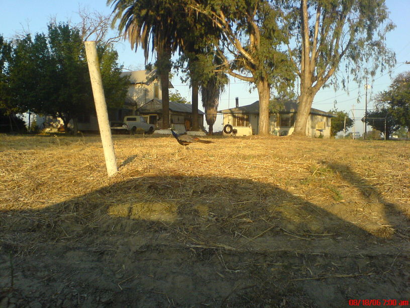 Reedley, CA: A peacock in the country near The Cathouse On The Kings.